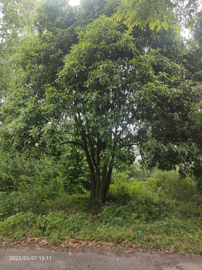 低分枝精品桂花树常年供应，基地直发量大从优，欢迎联系