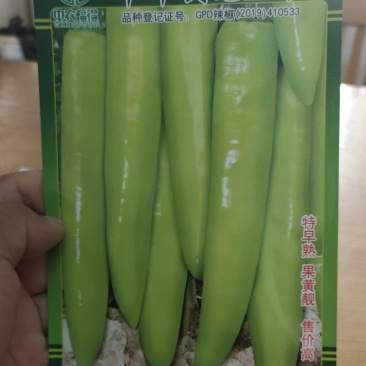 辣椒种子中华剑龙2号早熟长黄皮尖椒，果面光滑，果色黄