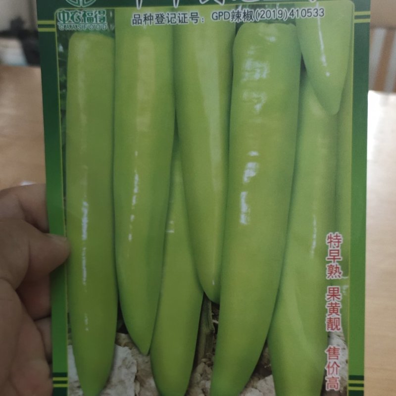 辣椒种子中华剑龙2号早熟长黄皮尖椒，果面光滑，果色黄