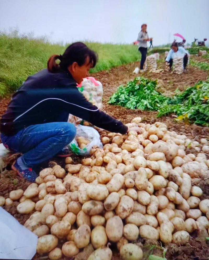 汉中土豆】226土豆3两以上产地直供日供50万斤代发全国
