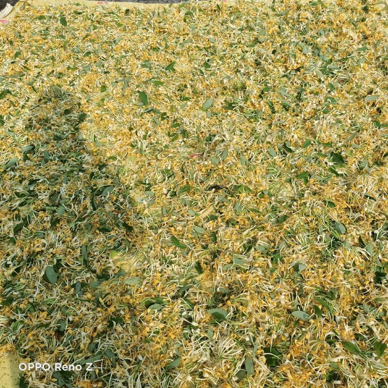 江西野生金银花甘甜不苦，2斤包邮