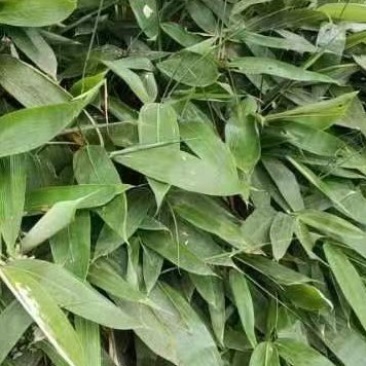 湖南新鲜优质粽叶热销中