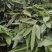 湖南新鲜优质粽叶热销中
