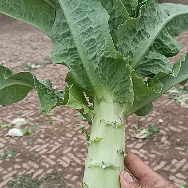 莴笋三青1大量上市