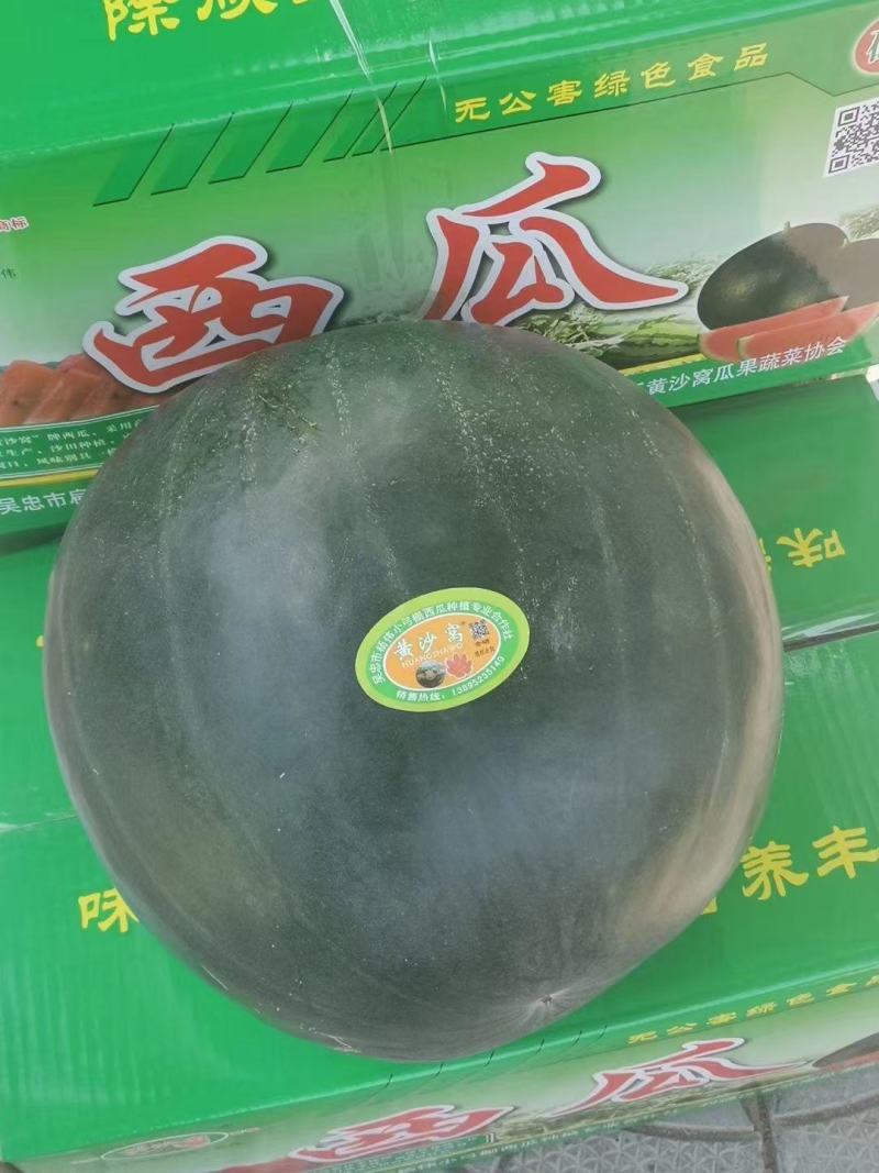 高品质金城甘浓西瓜