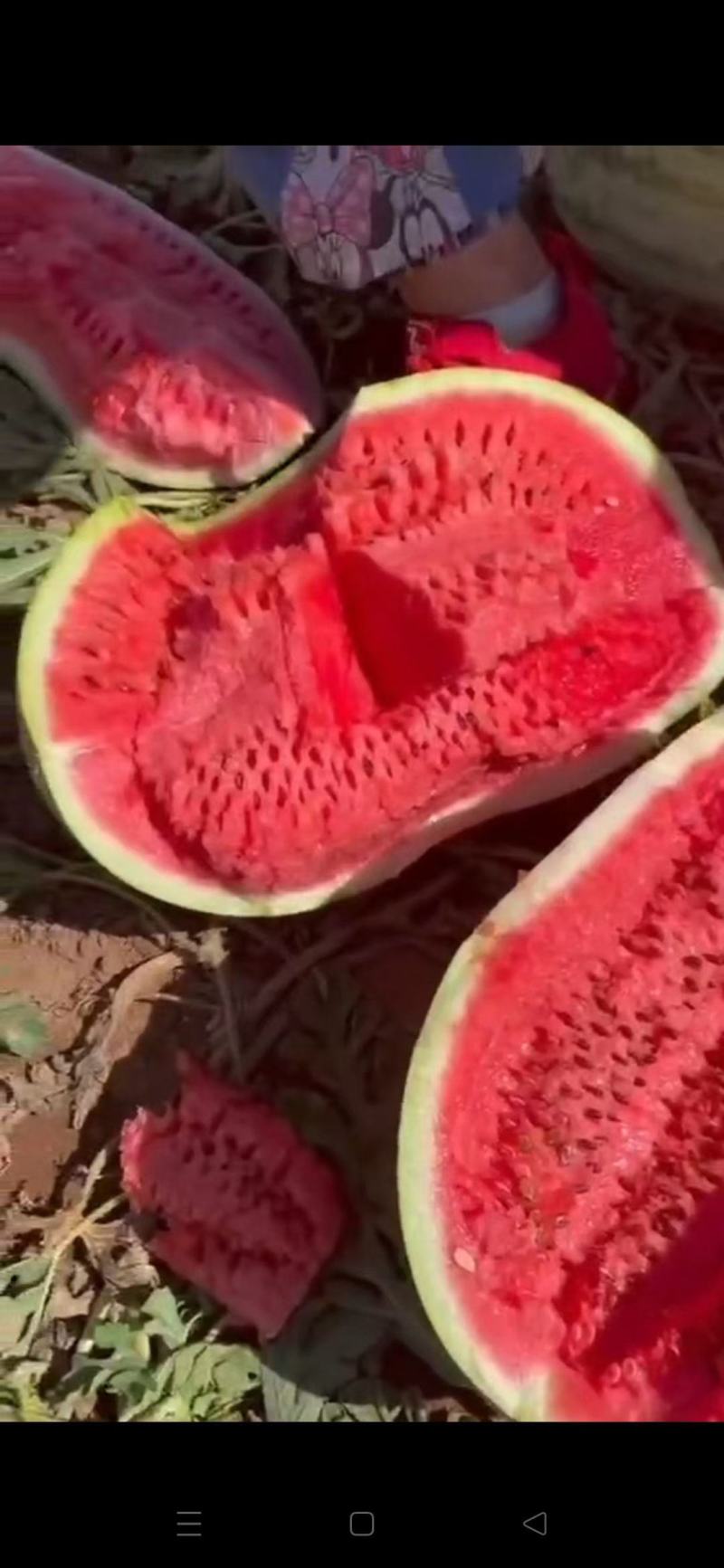 高品质金城甘浓西瓜
