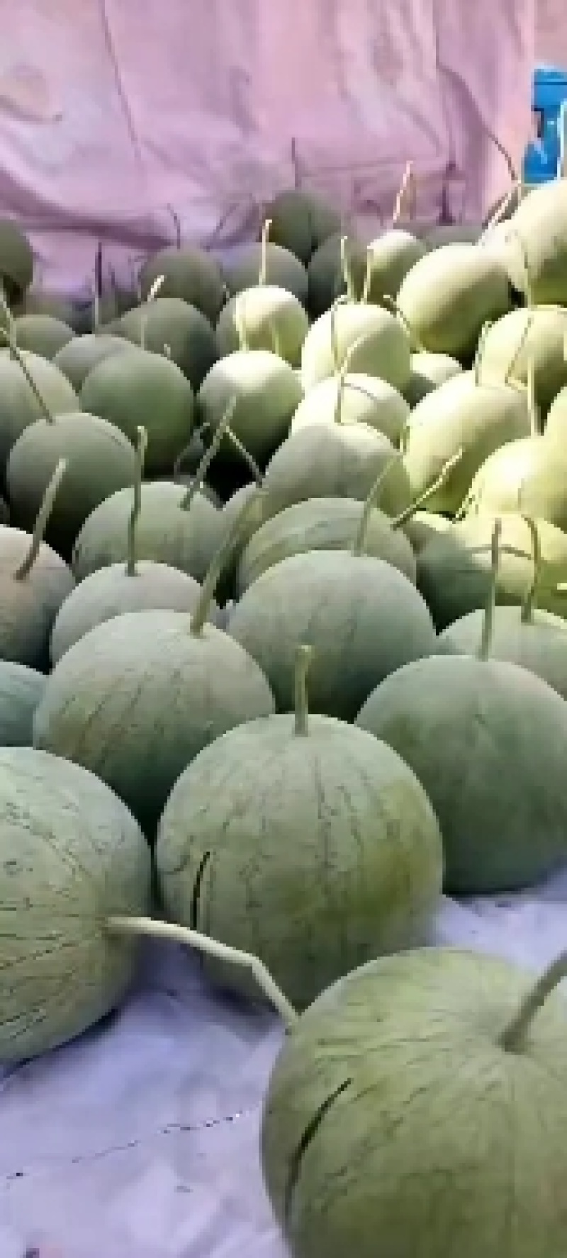 高品质金城甘浓西瓜