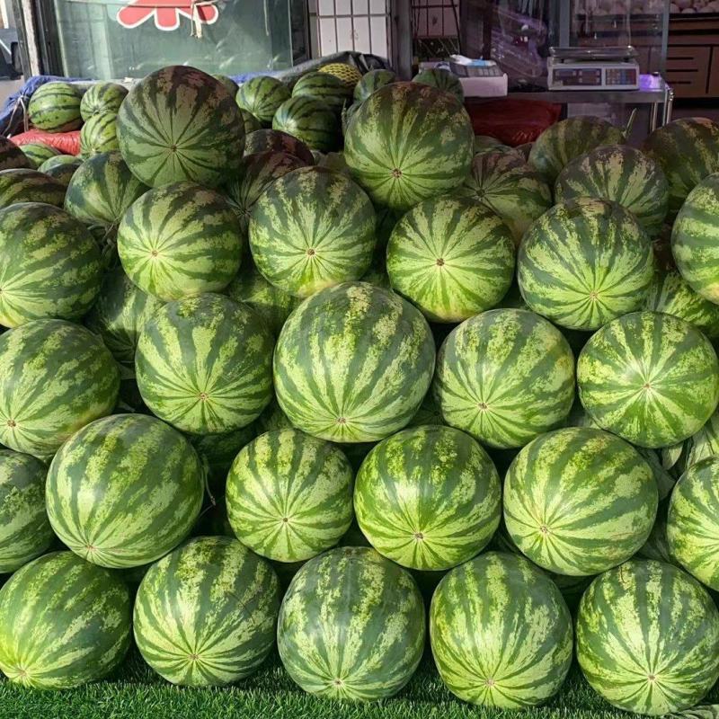 高品质金城甘浓西瓜