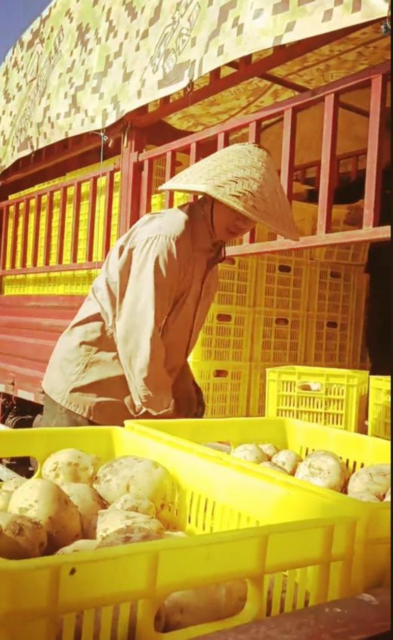 汉中土豆】226土豆3两以上产地直供日供50万斤代发全国