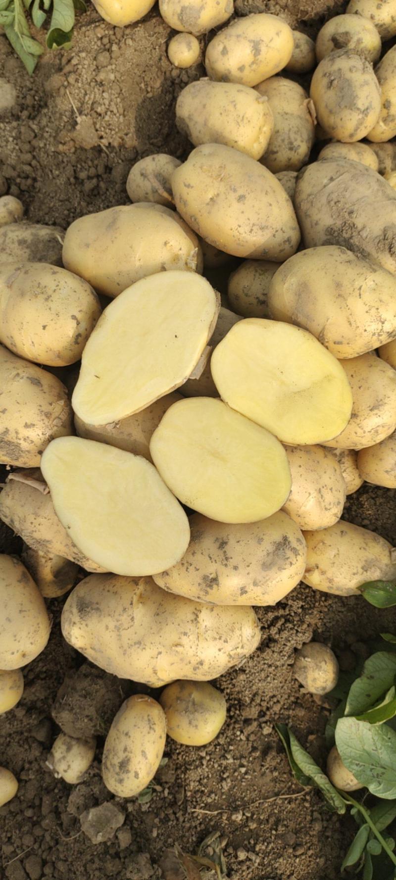 土豆精品黄心土豆产地直发大量现货价格优惠全国发货