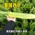 常丰美国西芹种子罐装大田菜地农户高产蔬菜易种植芹菜籽脆