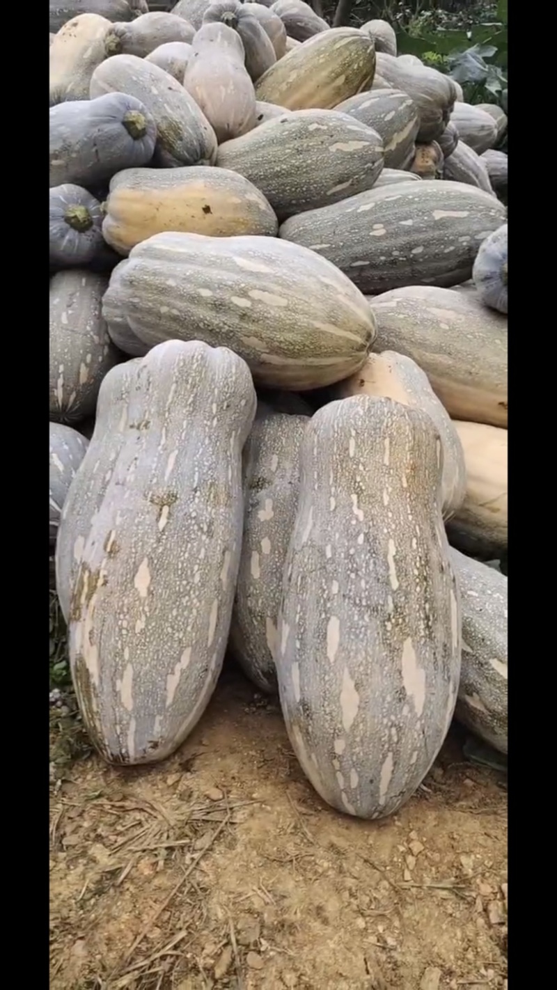 南瓜