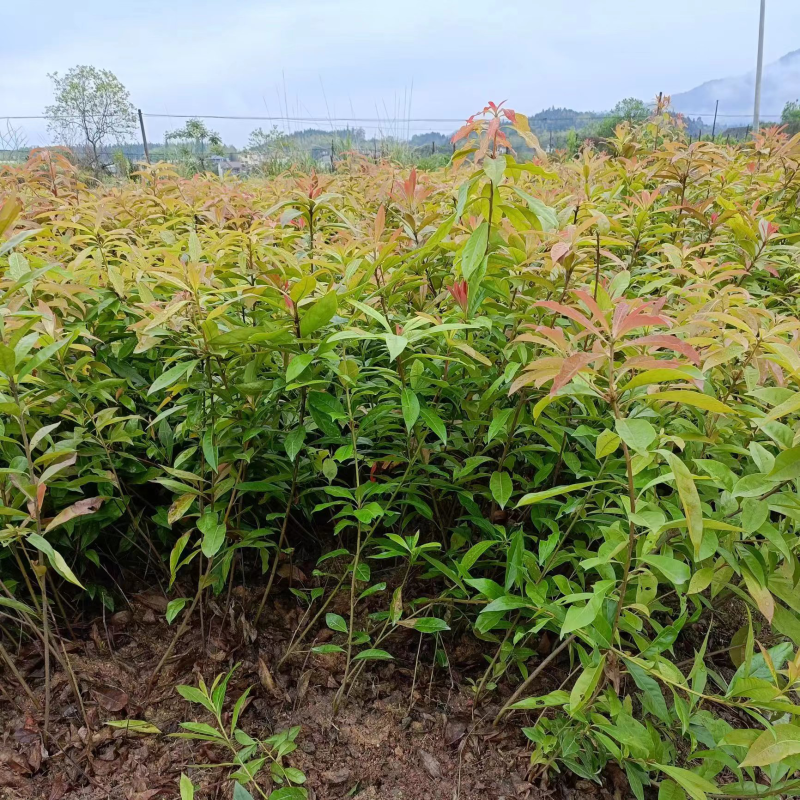 江西木荷木荷杯苗大量供应，苗圃直销