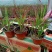 基地常年出售日本血草盆栽植物日本血草基地日本血草小苗