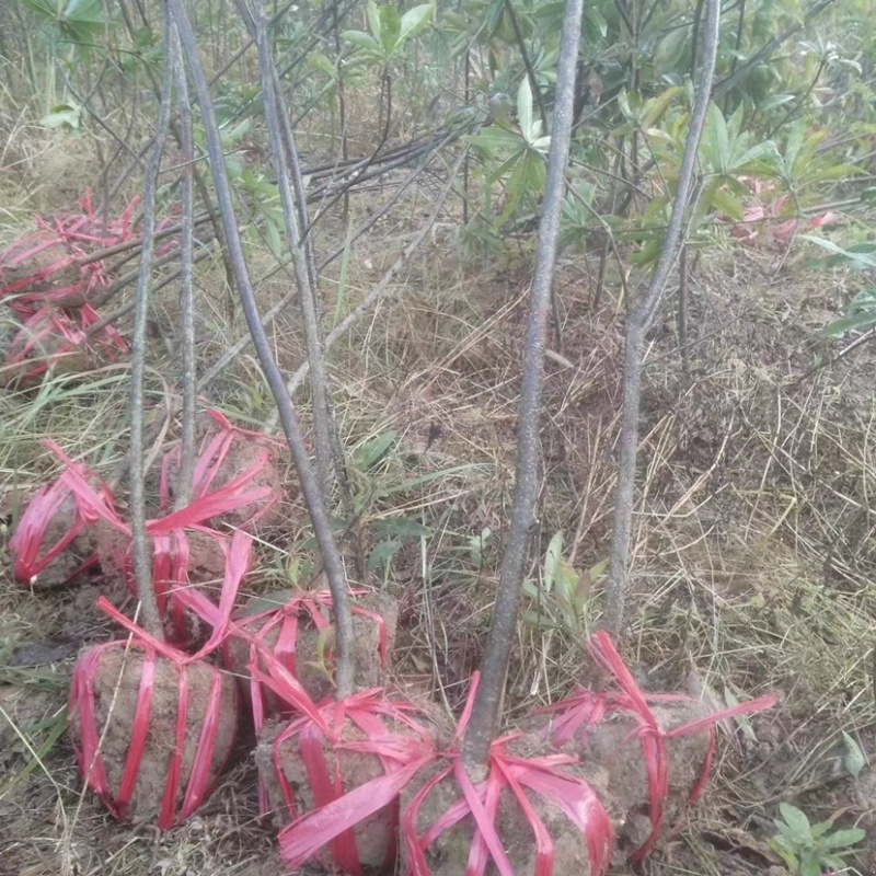 江西木荷木荷杯苗大量供应，苗圃直销