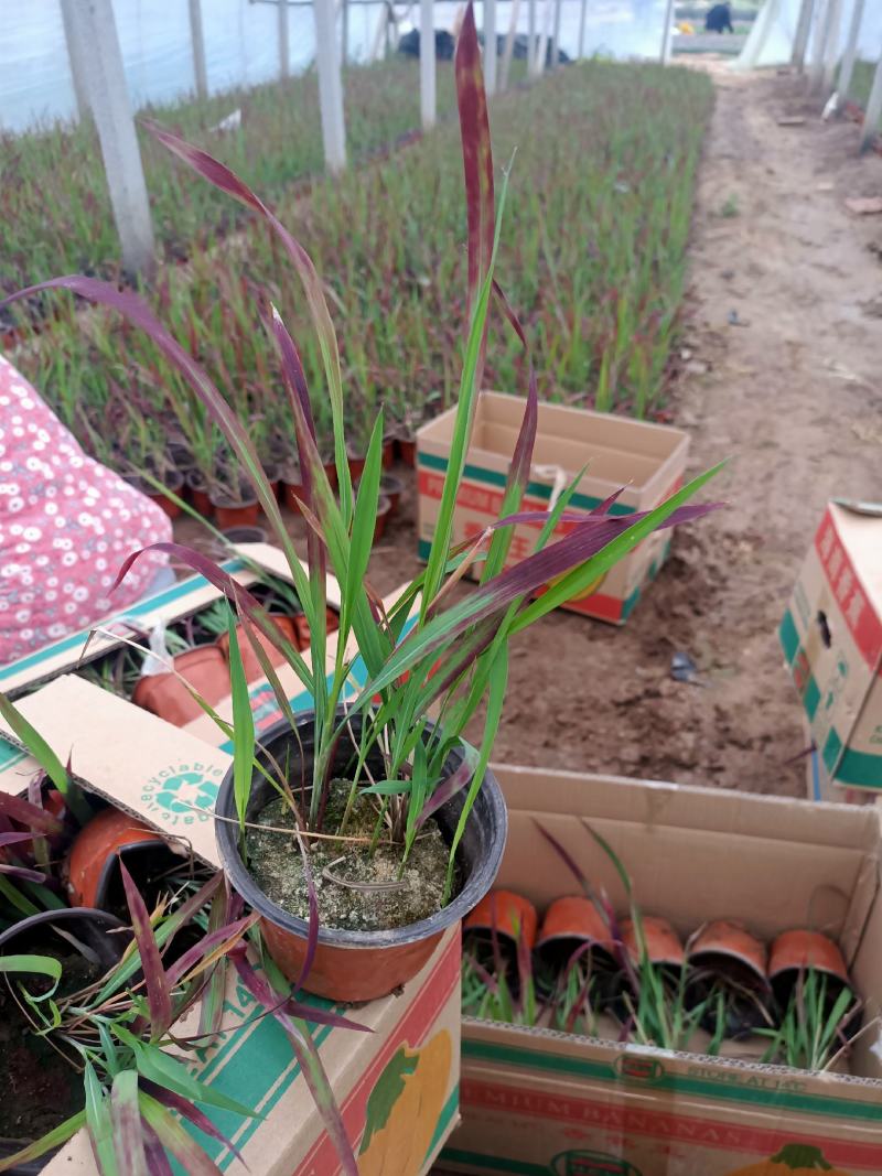基地常年出售日本血草盆栽植物日本血草基地日本血草小苗