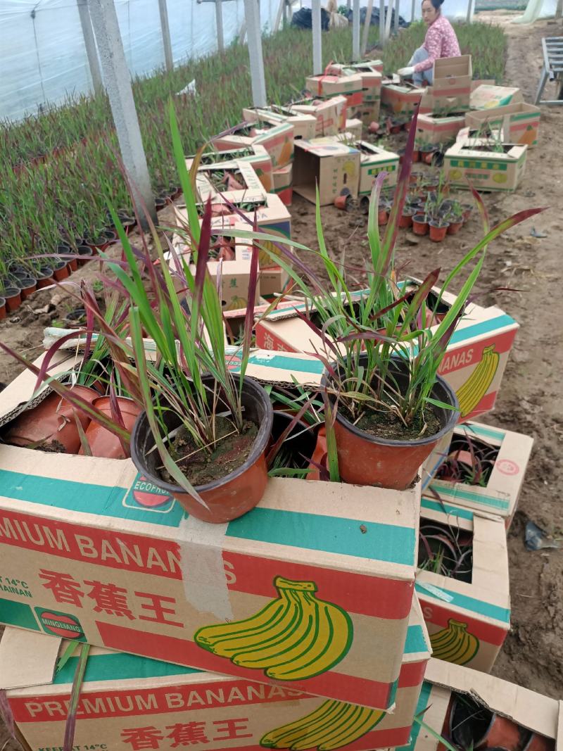 基地常年出售日本血草盆栽植物日本血草基地日本血草小苗
