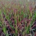 基地常年出售日本血草盆栽植物日本血草基地日本血草小苗