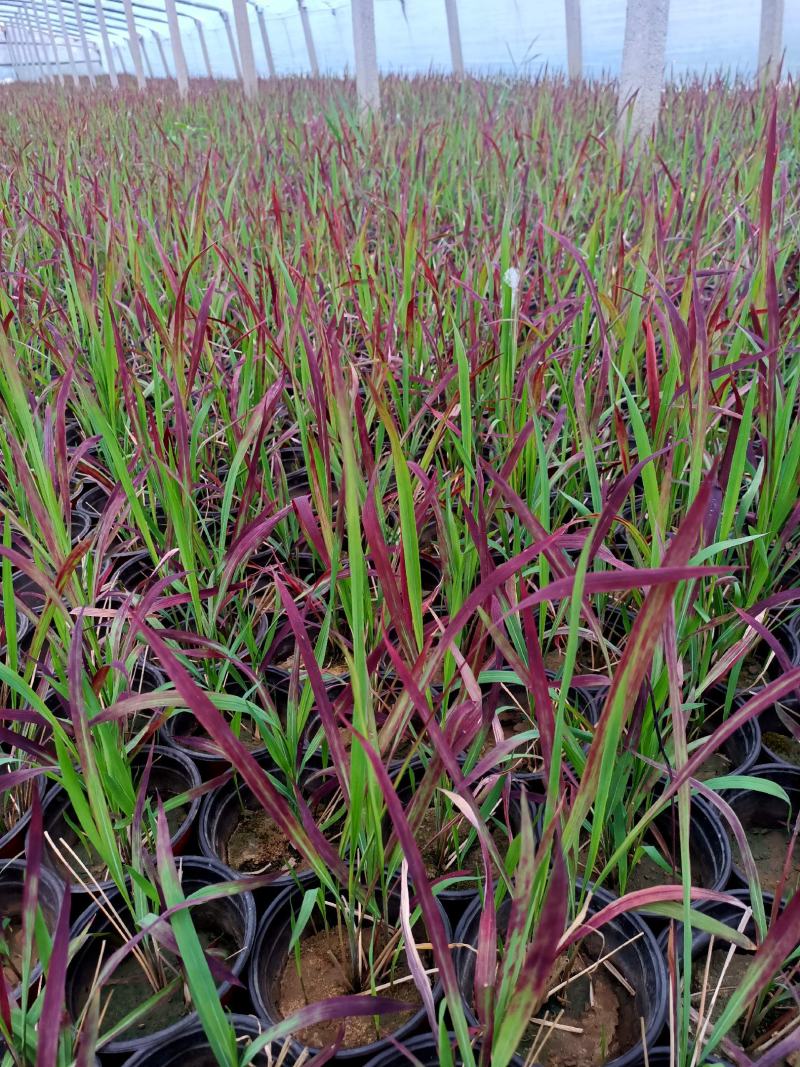 基地常年出售日本血草盆栽植物日本血草基地日本血草小苗