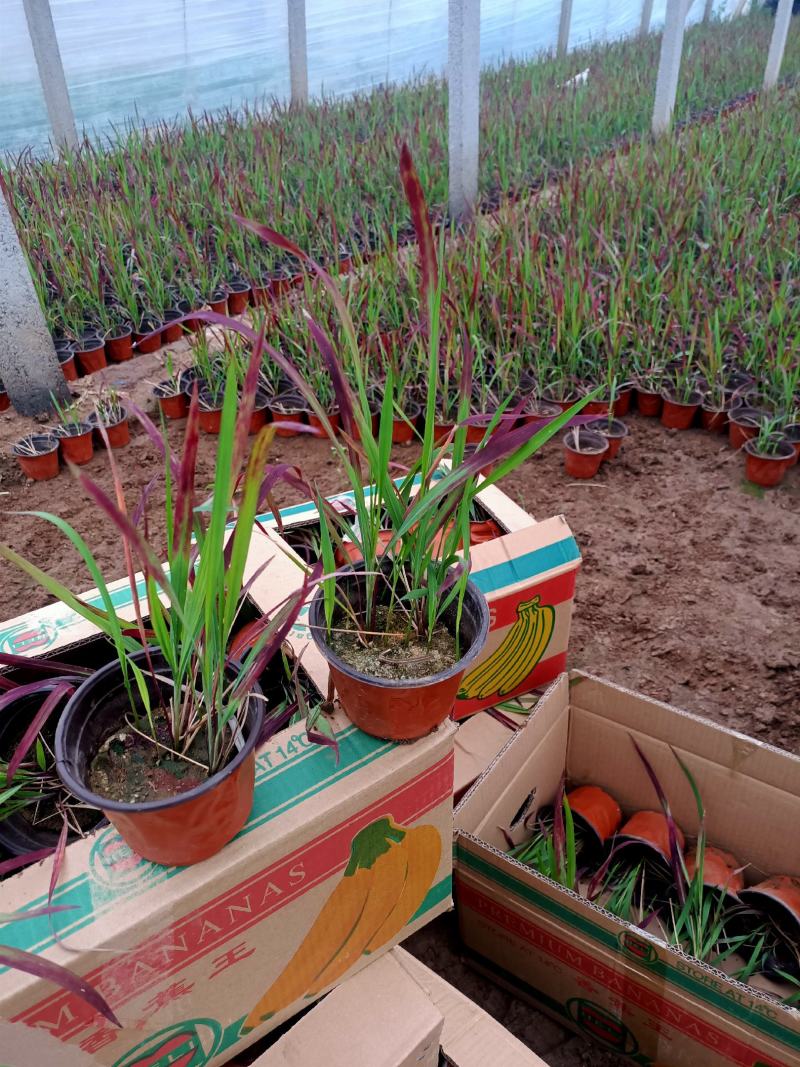 基地常年出售日本血草盆栽植物日本血草基地日本血草小苗