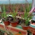 基地常年出售日本血草盆栽植物日本血草基地日本血草小苗