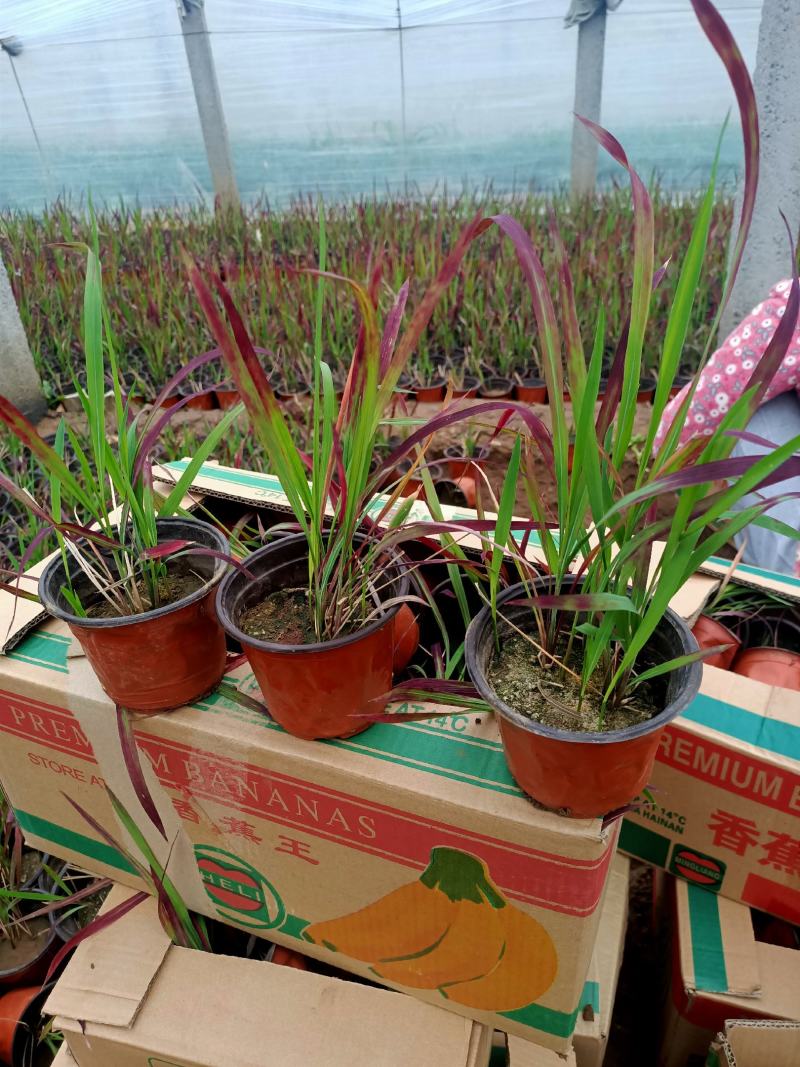 基地常年出售日本血草盆栽植物日本血草基地日本血草小苗