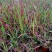 基地常年出售日本血草盆栽植物日本血草基地日本血草小苗
