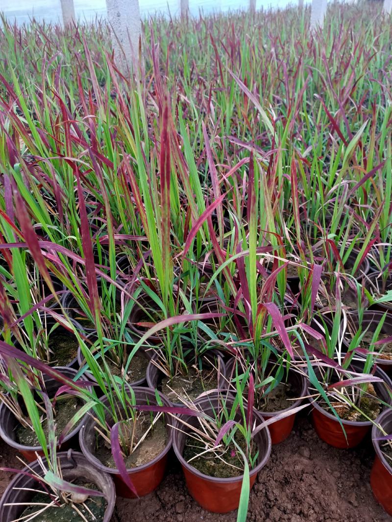 基地常年出售日本血草盆栽植物日本血草基地日本血草小苗