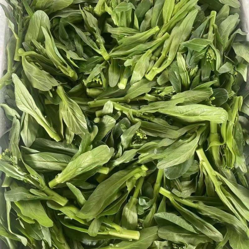 菜心苗