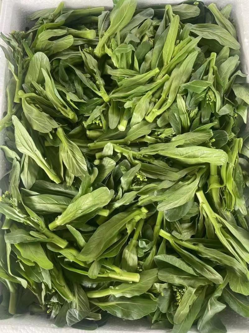 菜心苗