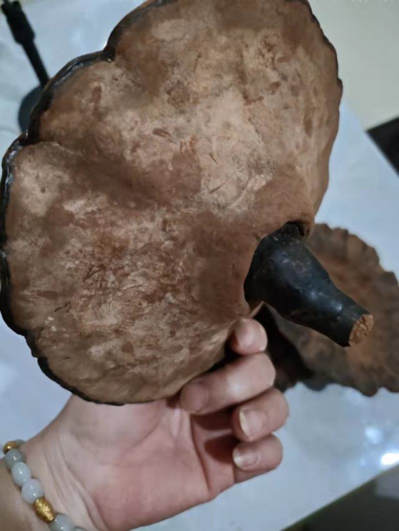中草药