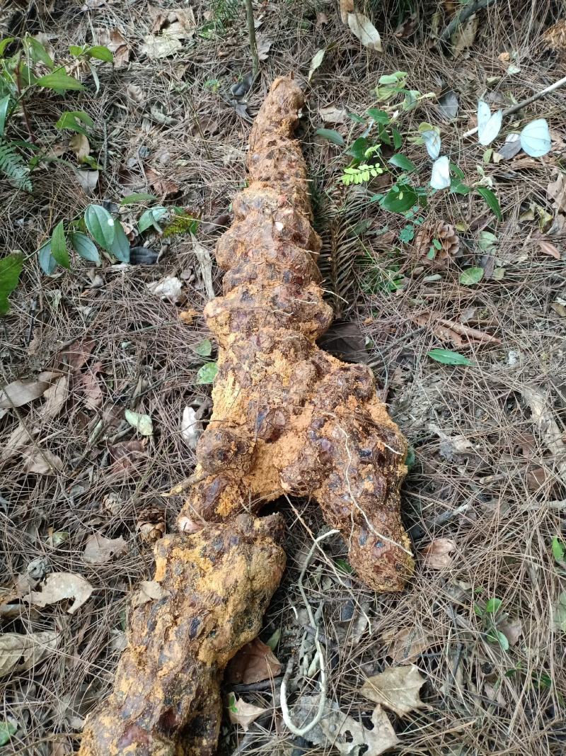 中草药