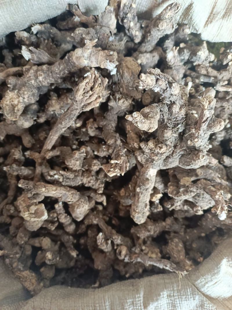 内蒙古朱砂点苍术产地直发量大优惠足斤足量欢迎下单！