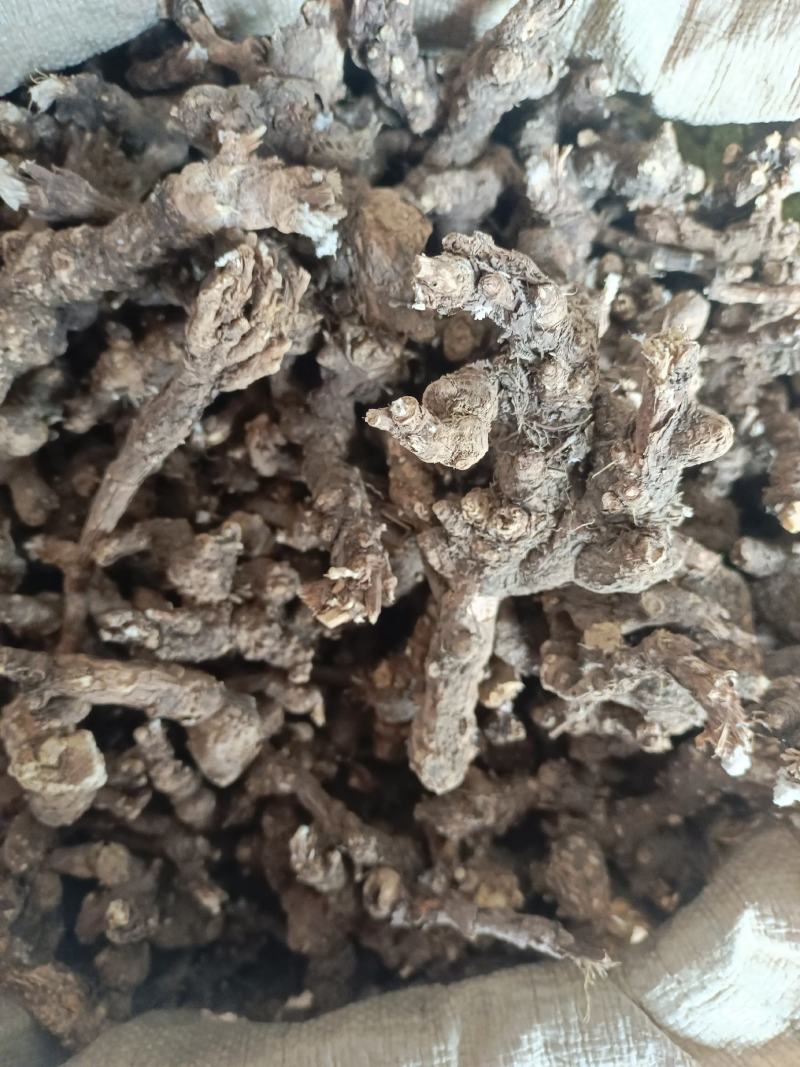 内蒙古朱砂点苍术产地直发量大优惠足斤足量欢迎下单！
