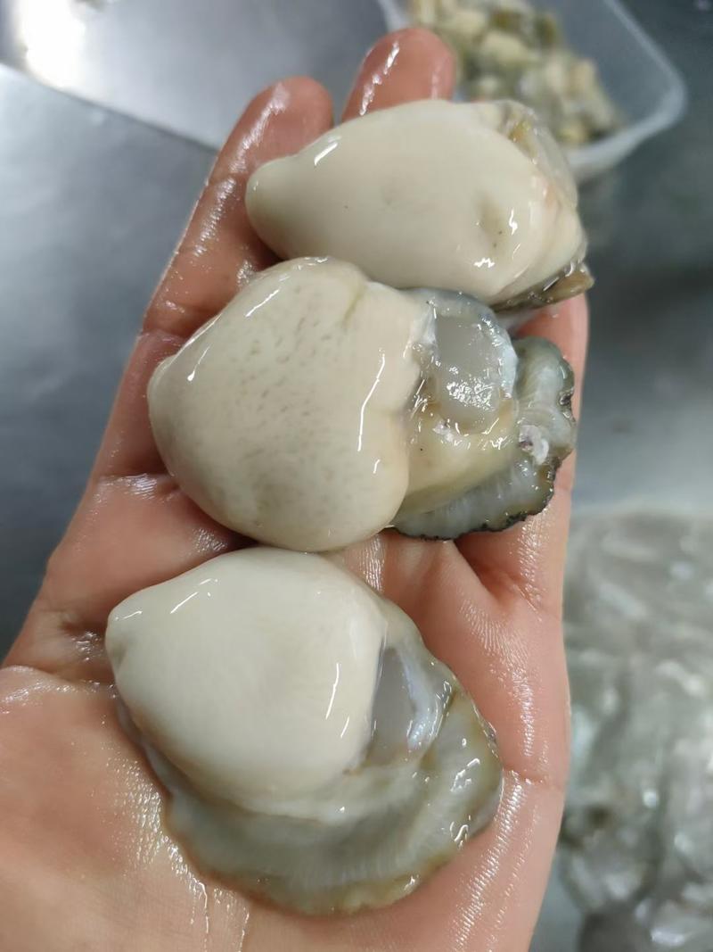 三倍体生蚝福建生蚝牡蛎肉肥汁多量大价优常年供应
