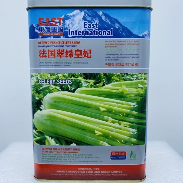 脆嫩空心芹菜种子耐热纤维少香味浓春季夏秋季四季腌渍香芹菜