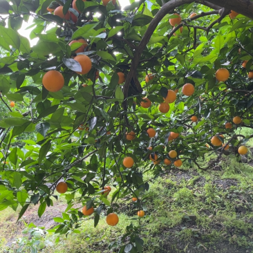 湖北秭归夏橙成熟了