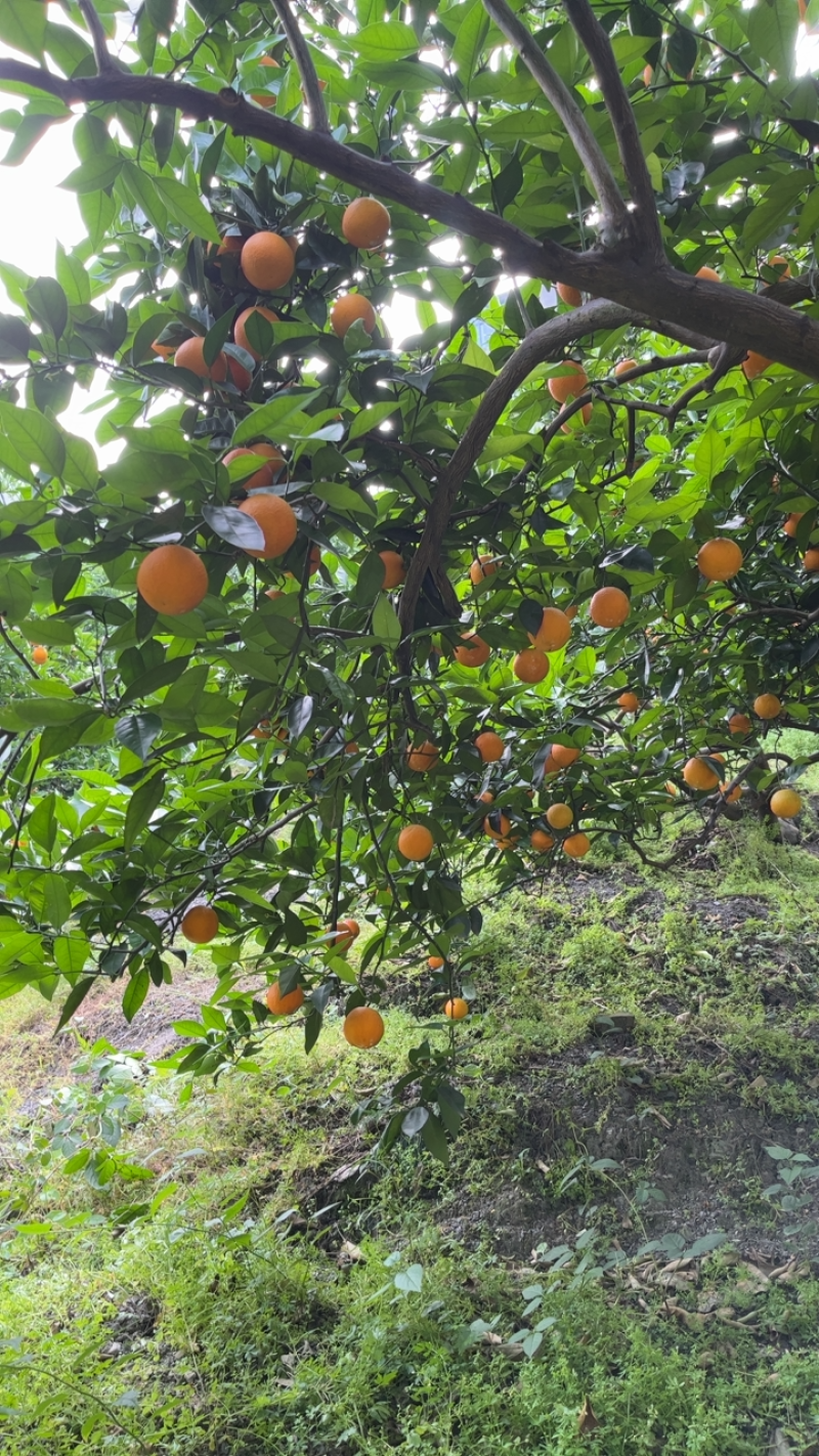 湖北秭归夏橙成熟了