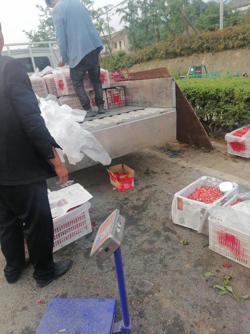 樱桃品种繁多，早中晚熟齐全，各种档次都有，量大从优。