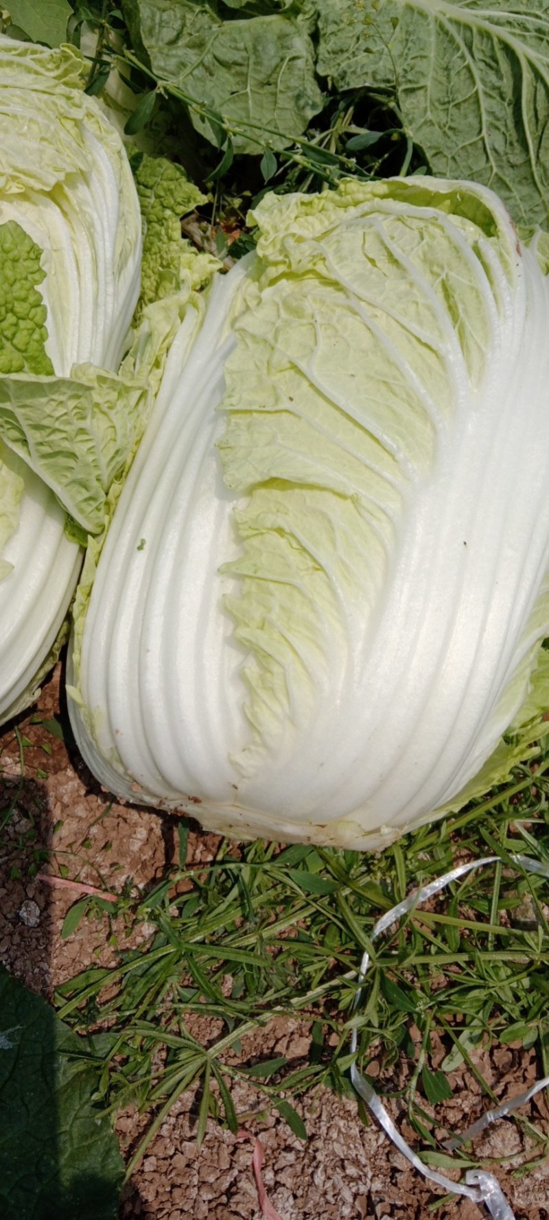 大娃娃菜