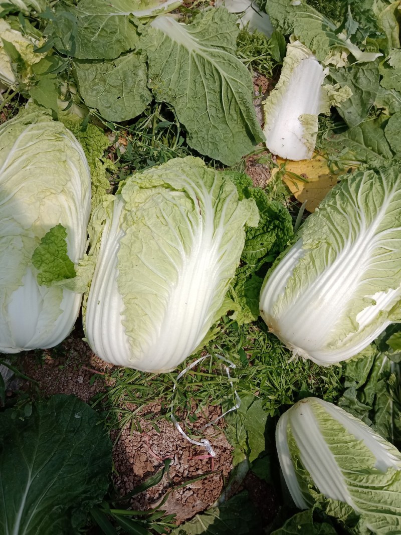 大娃娃菜