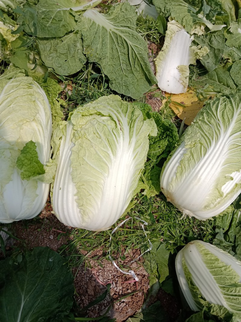 大娃娃菜