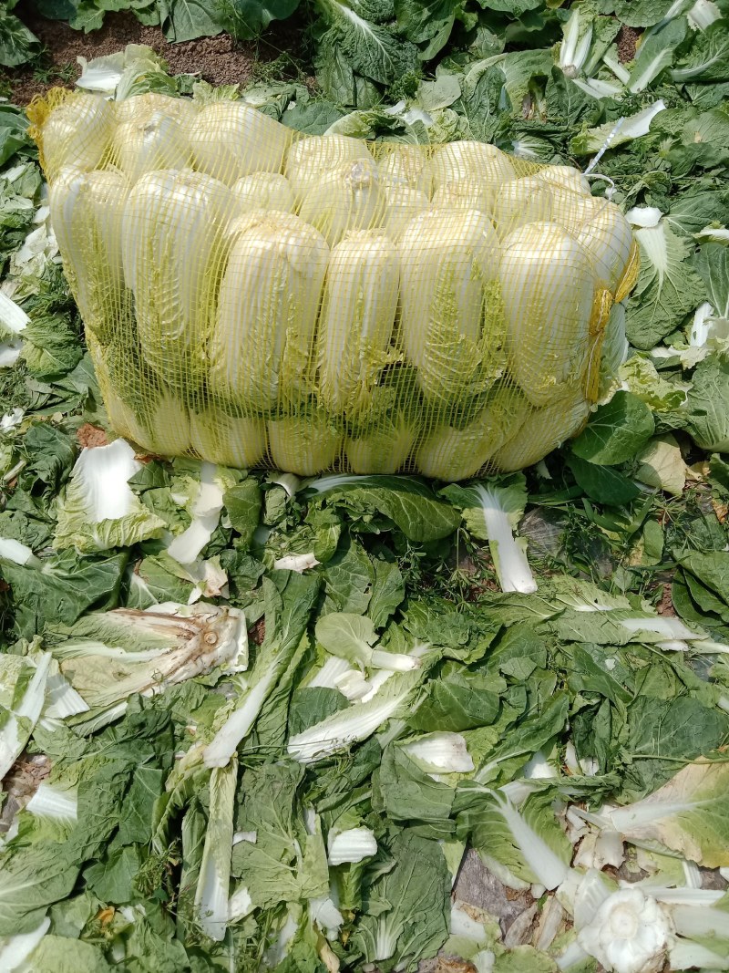 大娃娃菜