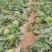 美都麒麟西瓜大棚30亩原苗原棚15万斤40天以上待售