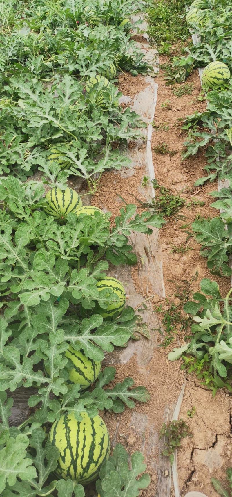 美都麒麟西瓜大棚30亩原苗原棚15万斤40天以上待售