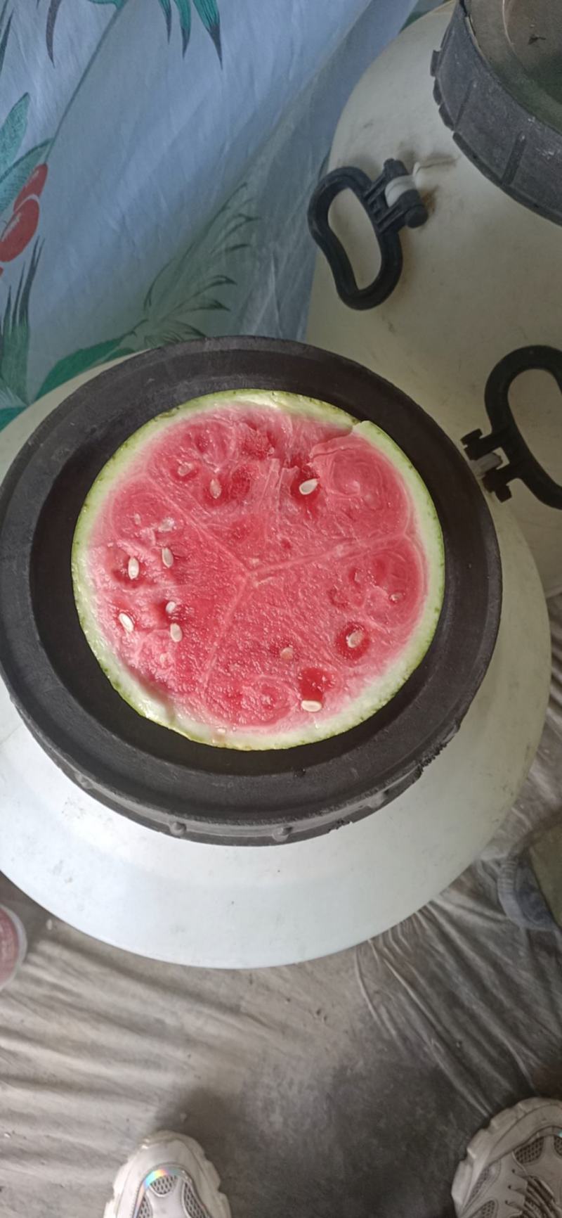 8424美都特小凤