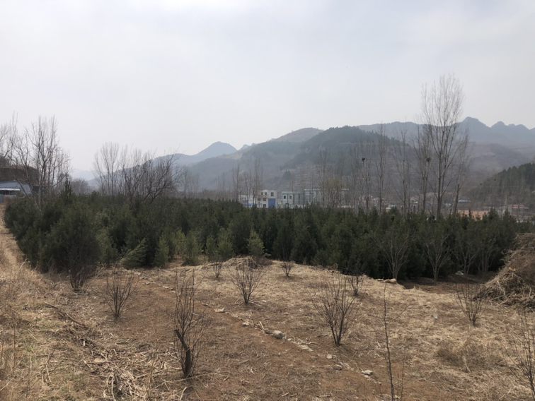 白皮松在自然环境中生长的实景图,展现其树干白色特征和常绿树冠 白皮松在自然环境中生长的实景图