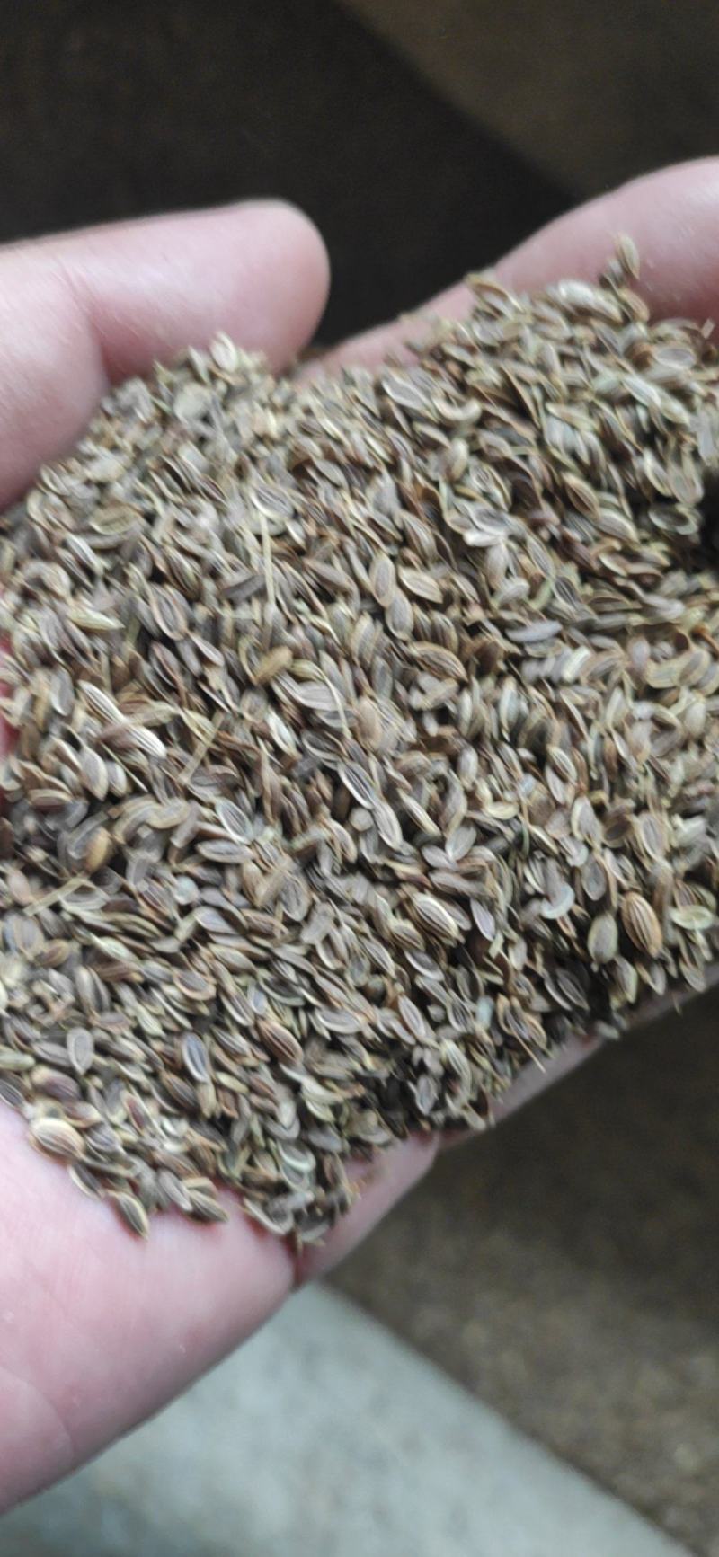 千里香干货调料千里香籽欢迎选购！