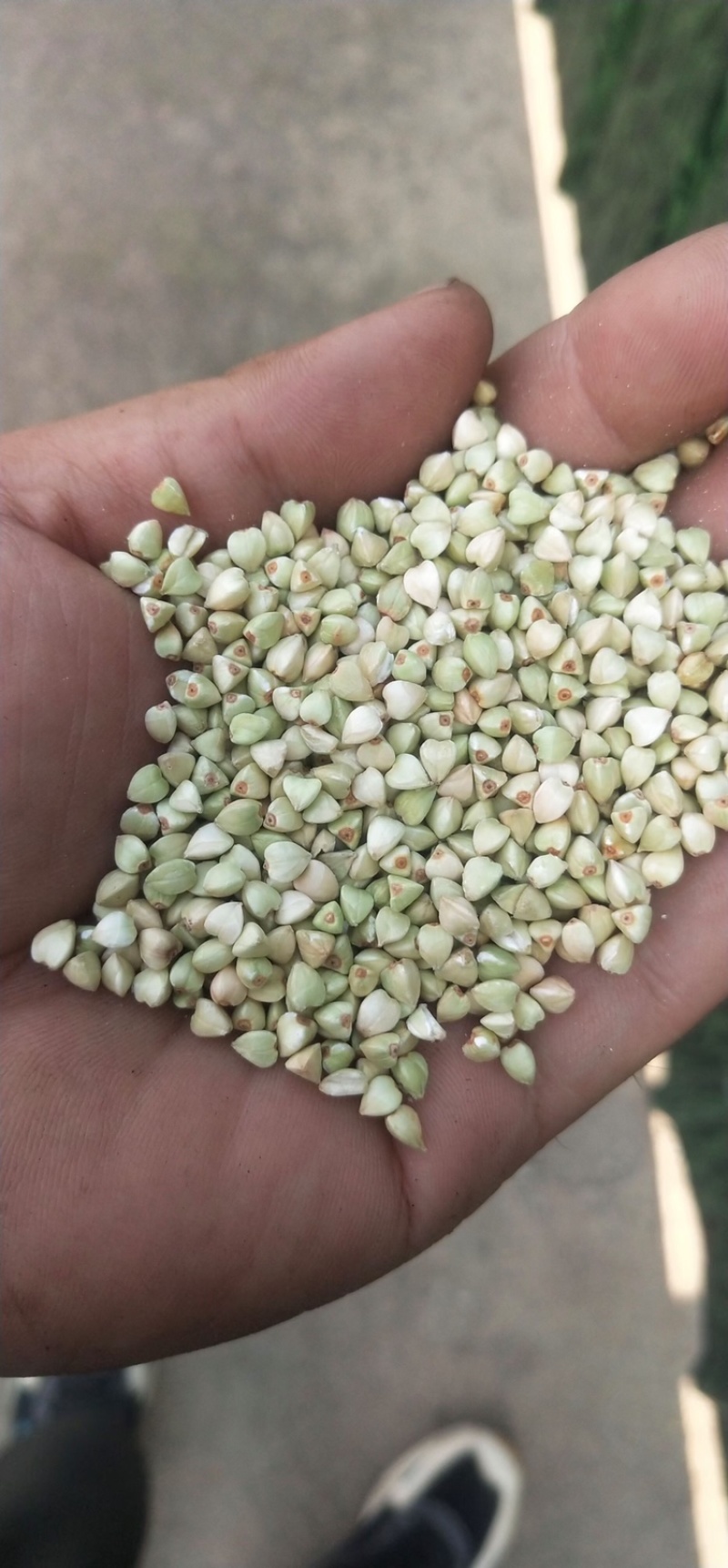 新荞麦米精选净粮过风过筛三角米五谷杂粮批发袋装49斤