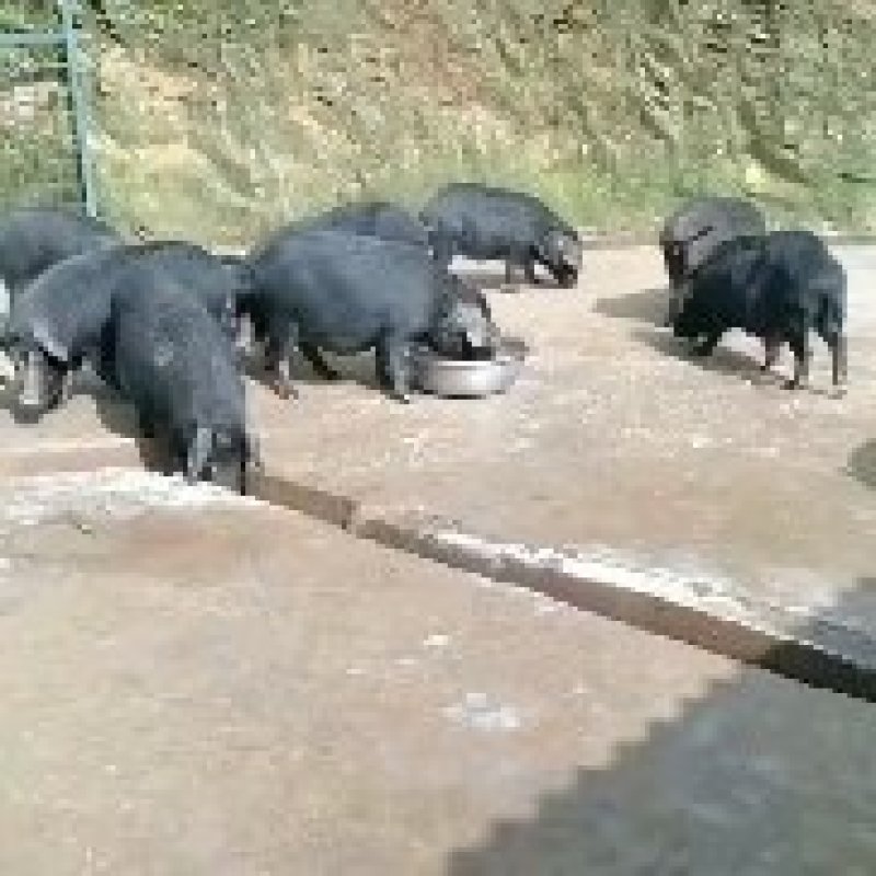 藏香猪大猪母猪小猪种猪打包处理中。价格10元一斤